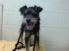 adoptable Dog in downey, CA named NIGEL