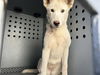 adoptable Dog in downey, CA named SNOW BUNNY