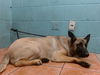adoptable Dog in  named JEANIE