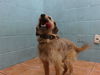 adoptable Dog in  named ROGER