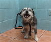 adoptable Dog in  named JAX