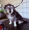 adoptable Dog in  named JAX