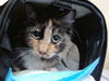 adoptable Cat in downey, CA named LUNA