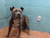 adoptable Dog in  named SPUNKY