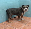 adoptable Dog in  named JELLYROLL