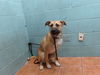 adoptable Dog in  named FRANNY