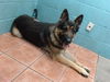 adoptable Dog in  named BEAR