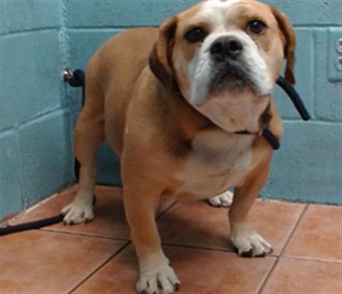 adoptable Dog in Downey, CA named ROSCOE