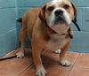 adoptable Dog in downey, CA named ROSCOE