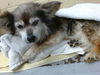 adoptable Dog in  named HENNY