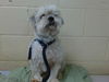 adoptable Dog in downey, CA named CHELSEA
