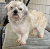 adoptable Dog in  named CHELSEA