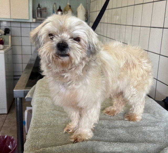 adoptable Dog in Downey, CA named CHELSEA