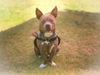 adoptable Dog in downey, CA named CRANE