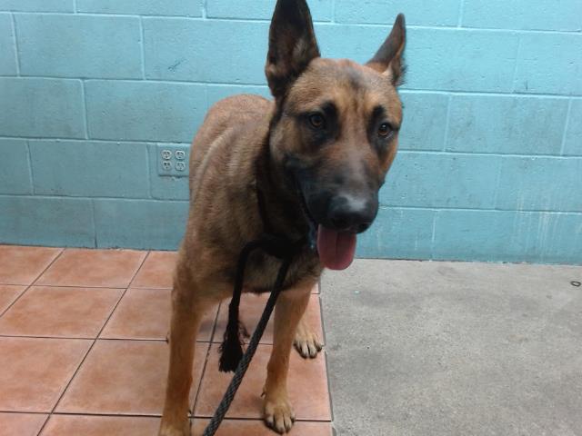 adoptable Dog in Downey, CA named ADES