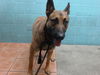adoptable Dog in  named ADES