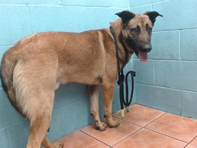 adoptable Dog in Downey, CA named ZEUS