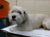adoptable Dog in downey, CA named PELUSA