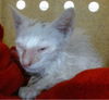 adoptable Cat in  named TIC TAC