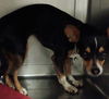 adoptable Dog in  named CHISPIS