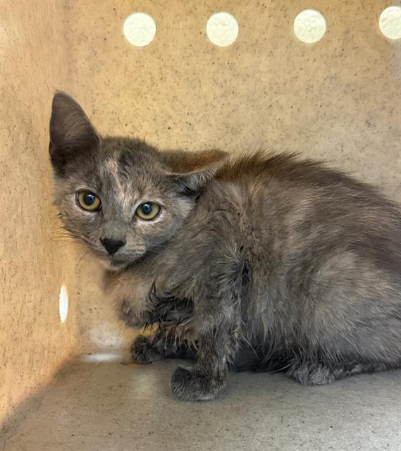 adoptable Cat in Downey, CA named PASILLA