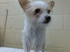 adoptable Dog in downey, CA named CHUCKY