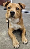 adoptable Dog in  named CHARLIE