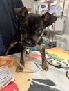 adoptable Dog in  named RASBERRY