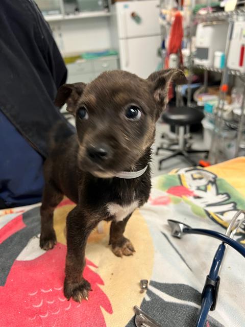 adoptable Dog in Downey, CA named STRAWBERRY