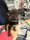 adoptable Dog in  named STRAWBERRY