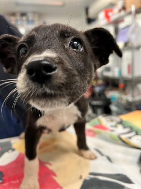 adoptable Dog in Downey, CA named GRAPE