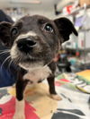 adoptable Dog in  named GRAPE