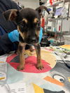 adoptable Dog in  named WATERMELON