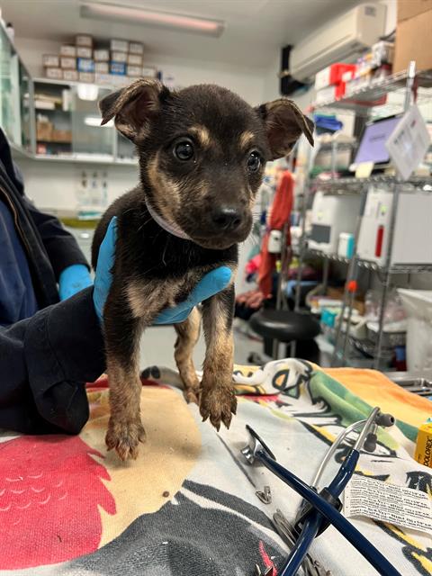 adoptable Dog in Downey, CA named KIWI