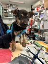 adoptable Dog in  named KIWI