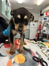 adoptable Dog in  named LEMON