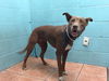 adoptable Dog in , CA named A5712031