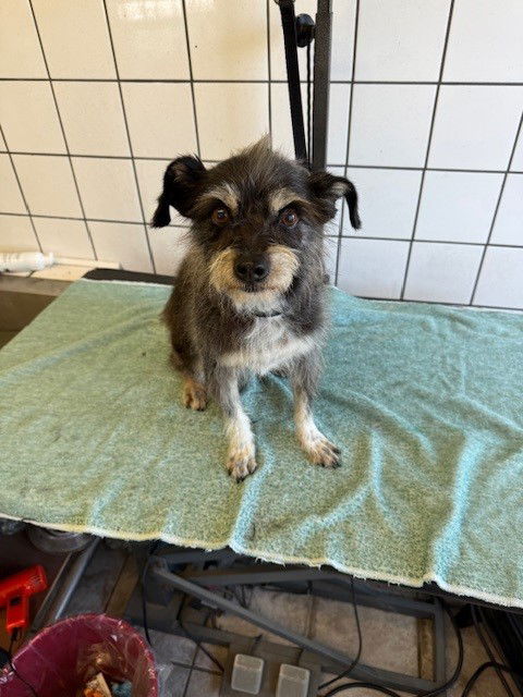 adoptable Dog in Downey, CA named CHUMIS