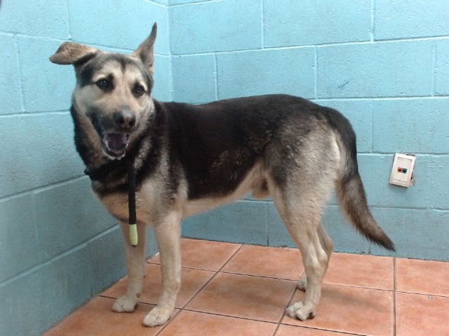 adoptable Dog in Downey, CA named BUDDY