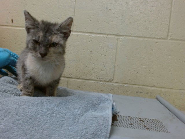 adoptable Cat in Downey, CA named MOLLY