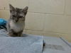 adoptable Cat in downey, CA named MOLLY