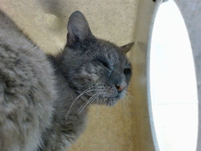adoptable Cat in Downey, CA named TOBY