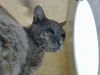 adoptable Cat in downey, CA named TOBY