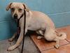 adoptable Dog in  named SNOOPY