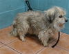 adoptable Dog in downey, CA named PEPPERONCINI