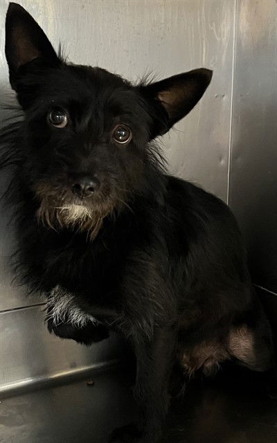 adoptable Dog in Downey, CA named LITTLE ONE