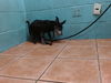 adoptable Dog in downey, CA named PANCHITA
