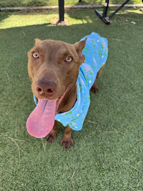adoptable Dog in Downey, CA named BUNSEN