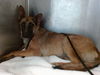 adoptable Dog in  named BEBE