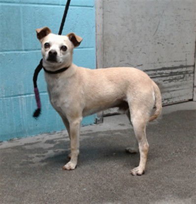 adoptable Dog in Downey, CA named CANELO